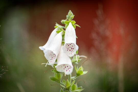 Dalmatian White - Foxglove flower in Sweden