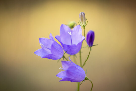 Blue harebell flower in Sweden