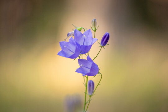 Blue harebell flower in Sweden