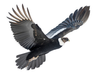 Fototapeta premium bald eagle in flight