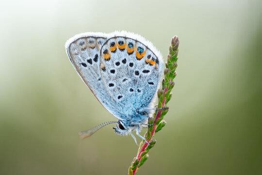 Silver-studded Blue butterfly close up