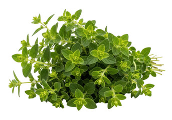 Obraz premium Oregano isolated on transparent background