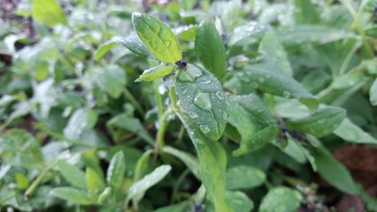 Fresh green leaves with morning dew drops in a lush garden