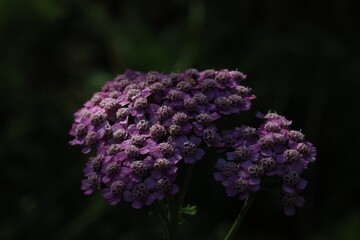 Macro close-up of purple yarrow flowers with dramatic light and shadow. Detailed floral texture, soft focus and natural light, elegant botanical background for design and nature themes.