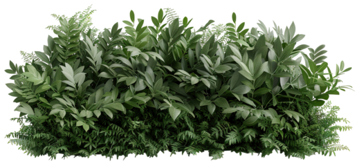 Green garden bush filled with leaves and ferns is isolated on a transparent background. This element can be used in various designs for landscaping or decoration