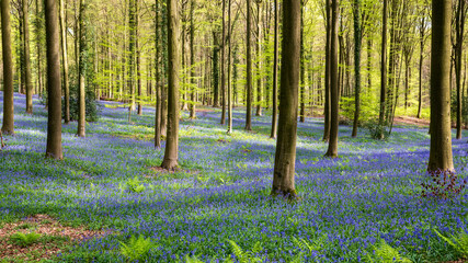 The Brakelbos is a stunning nature reserve in Brakel, East Flanders and it is best known for its dense carpet of wild hyacinths (bluebells) that bloom every spring © Geert