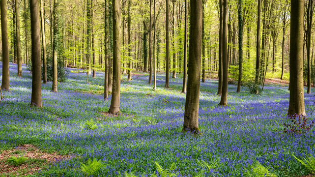 The Brakelbos is a stunning nature reserve in Brakel, East Flanders and it is best known for its dense carpet of wild hyacinths (bluebells) that bloom every spring