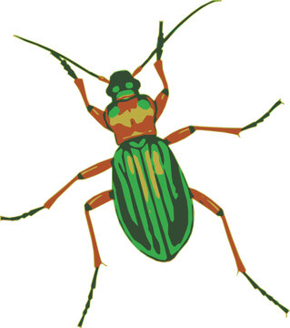 Metallic Green Ground Beetle Carabus auronitens escheri on Forest Floor