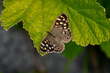 Obraz premium Speckled Wood Butterfly (Pararge aegeria)