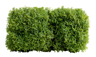 Naklejka premium Boxwood hedge shaped into a geometric form is isolated on a transparent background. This cut out element can be used in various design projects or graphics