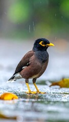 Myna Bird Portrait in the Rain - A Close-Up View.