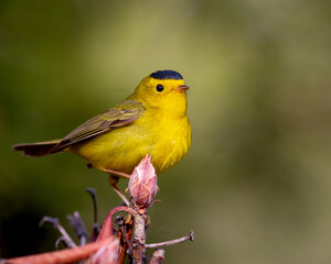 A Wilson's warbler posing on a branch