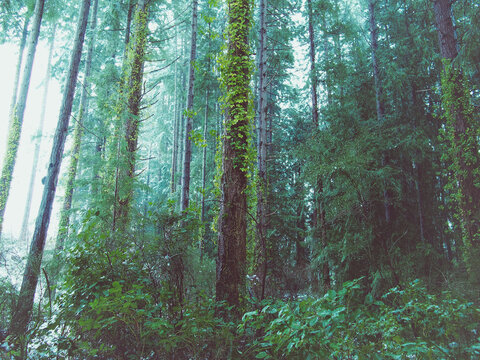 powellriver