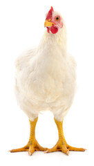 White chicken hen standing isolated on white background