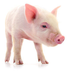 Small pink piglet standing isolated on white background © olhastock