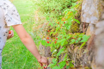 A little girl is picking beautiful ripe wild strawberries
