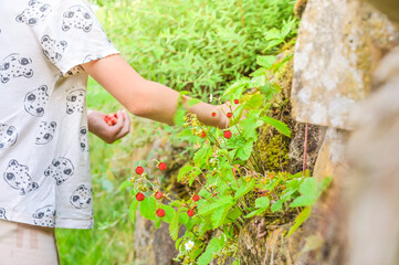 A little girl is picking beautiful ripe wild strawberries