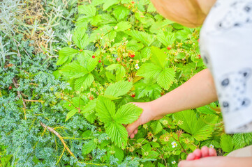 A little girl is picking beautiful ripe wild strawberries