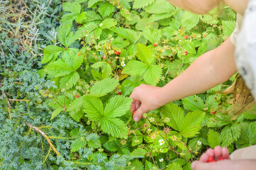 A little girl is picking beautiful ripe wild strawberries