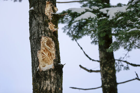 Un arbres avec des trous en hiver
