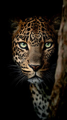 Obraz premium Dramatic Leopard Portrait Emerging from Black Shadows with Intense Stare and Piercing Eyes