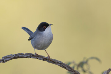 Obraz premium Male Sardinian Warbler on a curved branch