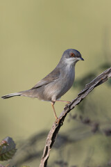 Fototapeta premium Female Sardinian Warbler perched on a dry branch