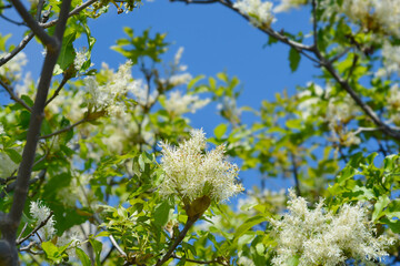 Flowering ash branch with white flowers - Latin name - Fraxinus ornus