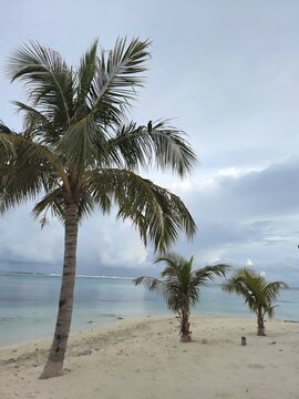 Palm Trees on the Maafushi Beach / Maldives