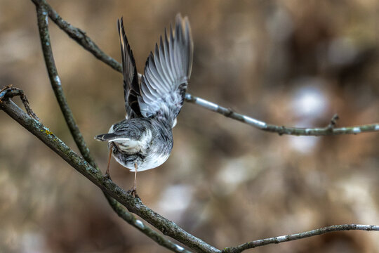 Dark-eyed junco takes off from a branch.