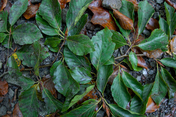 Lush green leaves in close-up forest foliage, vibrant textures and veins glowing with fresh natural details under soft woodland light. Perfect macro backdrop. 