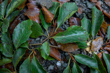 Lush green leaves in close-up forest foliage, vibrant textures and veins glowing with fresh natural details under soft woodland light. Perfect macro backdrop. 