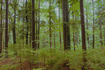 Obraz premium Mystical dark green forest landscape under cloudy skies, dense coniferous trees shrouded in moody atmosphere and soft diffused light. Perfect backdrop. 
