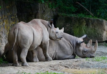 Naklejka premium Rhino in the zoo