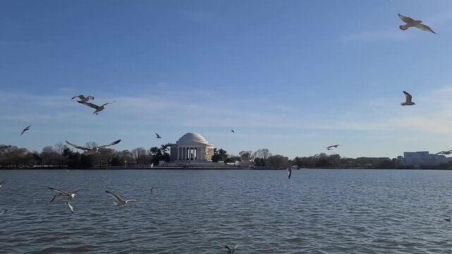 Seagulls flying over the Tidal Basin with the Jefferson Memorial in Washington, DC