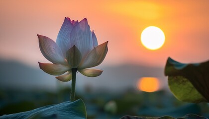 A Solitary Lotus Flower Opening At Dawn
