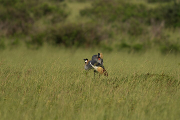 Obraz premium The national bird of Uganda. The crowned bird stays in the meadow. A rare crane stands in the grassland.