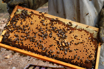 Beekeeping Inspection: Hive Frame Full of Actively Working Bees