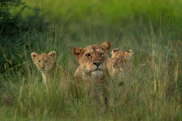 Naklejka premium A pack of lions lies in the grass. A lioness lies with her cubs in the meadow. The lions of Queen Elizabeth National Park.