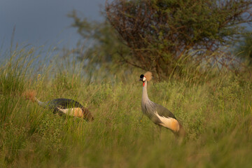 Obraz premium The national bird of Uganda. The crowned bird stays in the meadow. A rare crane stands in the grassland.