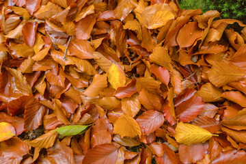 Orange autumn leaves background with warm fall colors and natural texture. Perfect for seasonal marketing, retail promotions, social media graphics, and autumn themed designs.