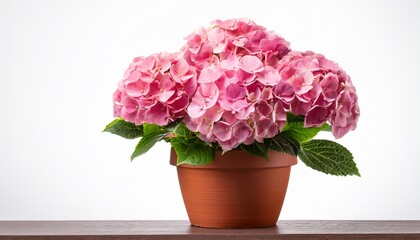 Pink Hydrangea In Terracotta Pot Isolated On Transparent Background