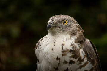 Naklejka premium majestic Saker falcon perched against a natural background. Showcases the powerful beak and feathers of this rare bird of prey.