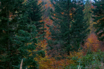 Obraz premium Vibrant autumn forest bursting with colorful foliage on trees, golden leaves carpeting the path under soft sunlight filtering through canopy. Ideal backdrop and background. 