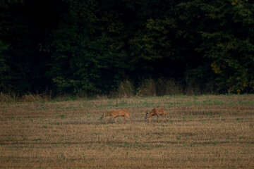 A roe deer during mating season. Deer have a rut. A Capreolus capreolus on the field.