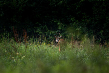A roe deer during mating season. Deer have a rut. A Capreolus capreolus on the field. © prochym