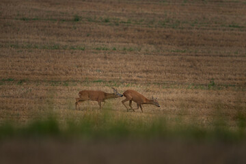A roe deer during mating season. Deer have a rut. A Capreolus capreolus on the field.