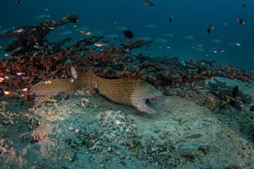 Obraz premium There is a leopard moray hiding under the coral. This is a laced moray from the coast of Oman. A moray eel peering from a hole in the reef. A Moneycomb Moray Eel lies on the seabed off the coast of Om