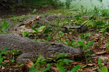 Fototapeta premium Crocodiles