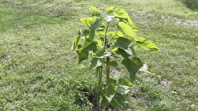 Small Paulownia Tomentosa tree growing in the park	